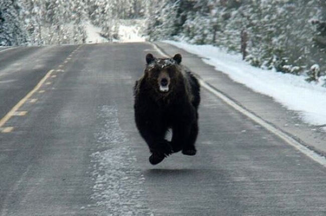 CC Photo Google Image Search. Source is pbs.twimg.com Subject is running bear.jpg-large.jpg CC Photo Google Image Search Source is pbs twimg com Subject is running bear jpg large