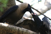 crow-feeding.jpg