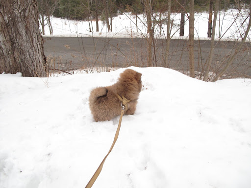 I suppose we could ask Ghenghis Khan if he wants to go with us, but he seems to be enjoying himself in the snow.