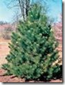scotch pine