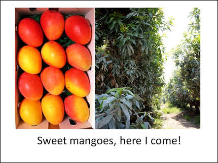 Sweet mangoes