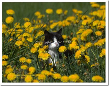 Our little cat Muffi, 15 years old, loves to be in the Dandelion field