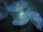 DSCN8202.JPG