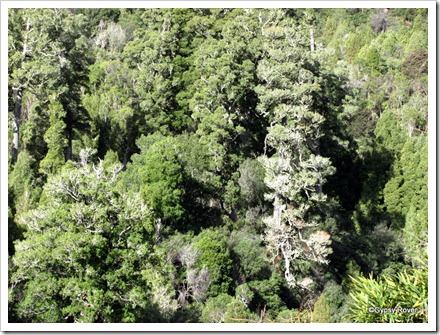 NZ native bush on the Napier - Taupo highway.