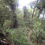 Close to Rajabasa summit (Daniel Quinn, October 2009)