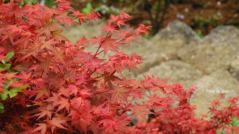 陽明山 台北奧萬大 平菁街 楓葉