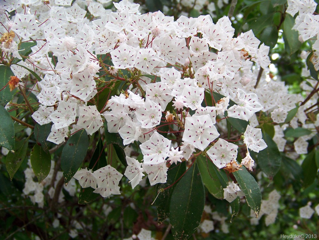 [Kalmia-latifolia---Mt-Laurel7.jpg]