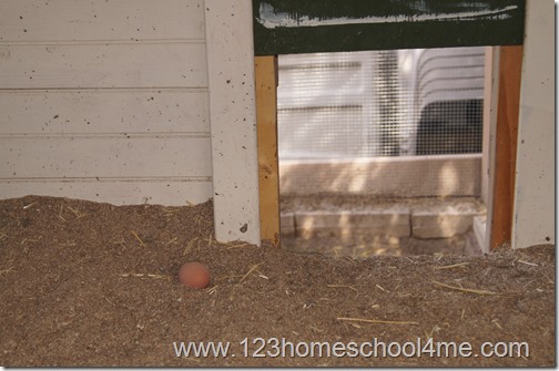 Backyard Chickens 101 - Fresh Eggs Backyard Chickens 101 - Fresh Eggs