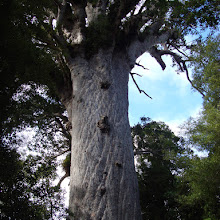 image: Dingo Bay