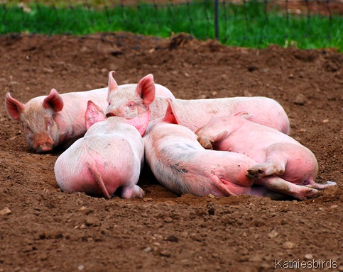 11. piles of pigs-kab