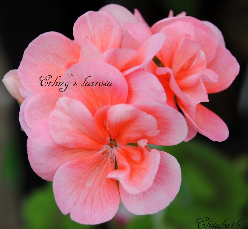 [pelargonium%2520i%2520mai%2520108%255B5%255D.jpg]