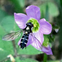 Large Hoverfly