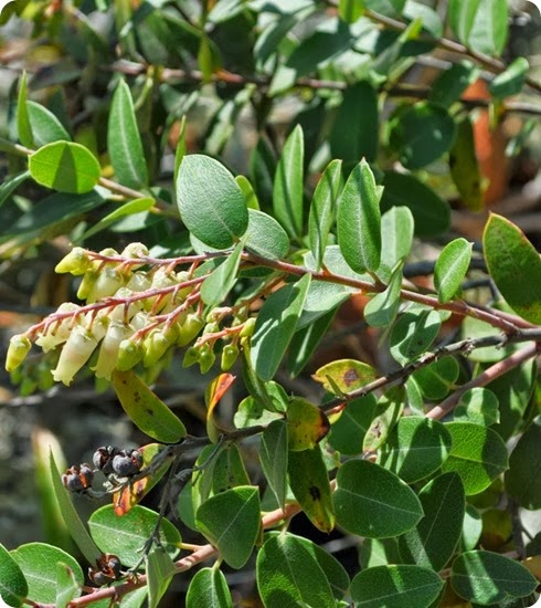 teyu cuare Agarista paraguayensis2