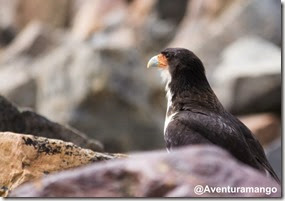 Ave de rapina, Laguna Torre El Chaltén