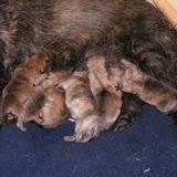 Cucciolata Q