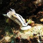 Nudibranch (Bangka Island)