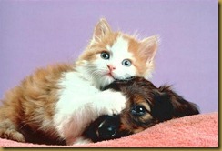 Funny Dogs & Cats Unconditional Love
