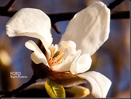 blom_20120322_magnolia1