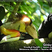 Wreathed Hornbill_Rhinoceros Hornbill_03.jpg
