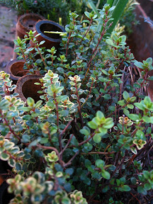 Lemon Thyme (Thymus citriodorus variegata)