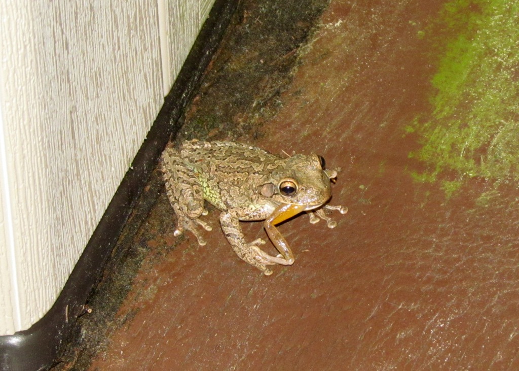 [1303035-Mar-09-A-Frog-Eating-A-Frog1%255B1%255D.jpg]
