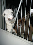 A quick stop at the stable - Bonsoir Monsieur Clive and Monsieur Rufus!