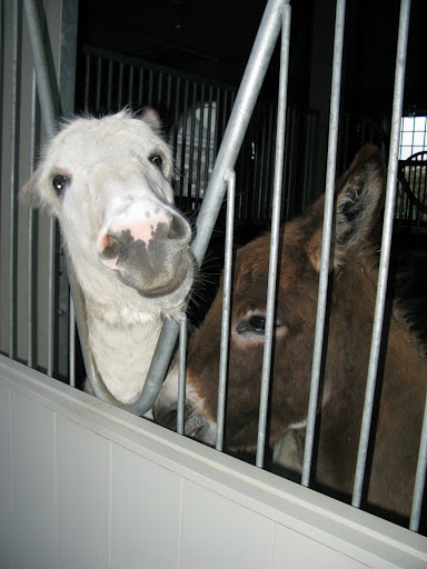 A quick stop at the stable - Bonsoir Monsieur Clive and Monsieur Rufus!