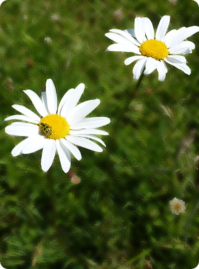 daisies daisies