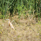 IMG_6453.JPG