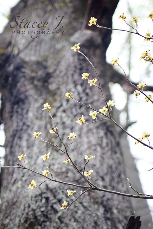 [Dogwood%2520001%255B4%255D.jpg]