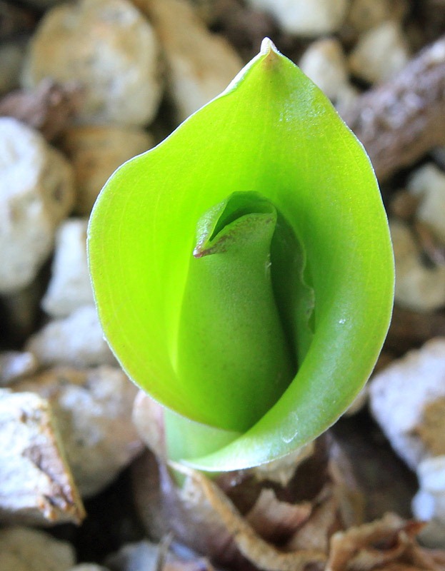[120921_Veltheimia-bracteata_02%255B3%255D.jpg]