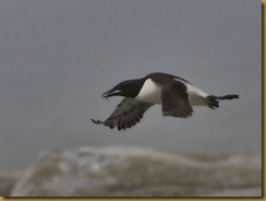 Machais Common Murre w fish MSB_8235 NIKON D300S July 03, 2011