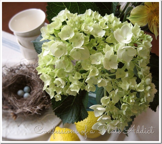Hydrangeas Hydrangeas