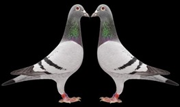 pigeons in conversation