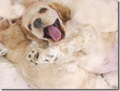 naughty spaniel puppy with litter mates