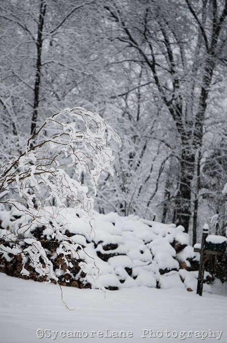 snow-8-w-SycamoreLane Photography