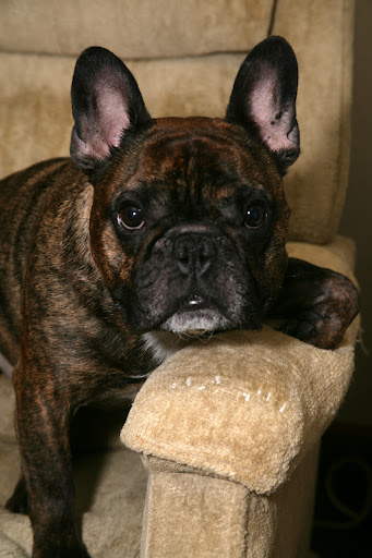 Our Beloved Basil...We miss you already...