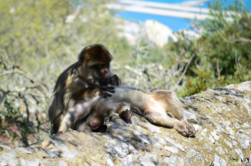 gibraltar24