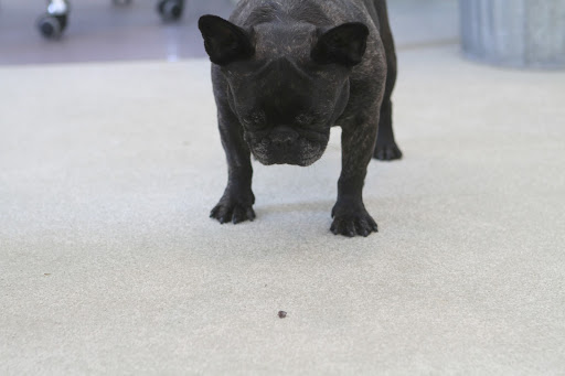 Stink bugs eat leaves, flowers, fruit, and crops like soybeans. They cause a lot of monetary damage to farmers. Stink bugs eat leaves, flowers, fruit, and crops like soybeans. They cause a lot of monetary damage to farmers.