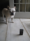 Francesca, how about using several flip cam's for our little operation?
