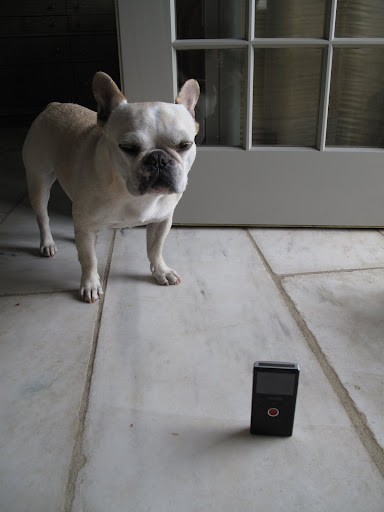 Francesca, how about using several flip cam's for our little operation?
