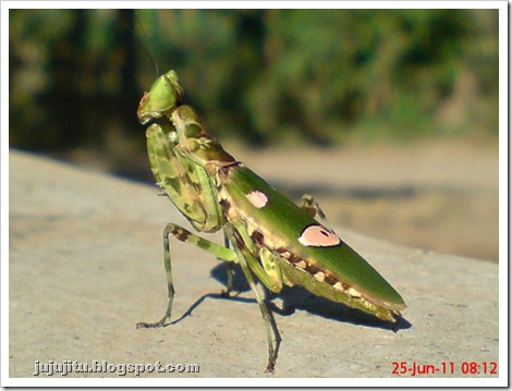 Belalang Sembah Jeweled Flower Mantis  (Creobroter gemmatus)