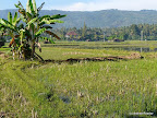 Lovina, Bali