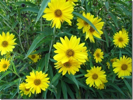 my-sunflowers