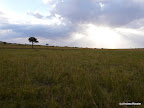 Masai Mara