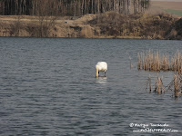 nieczynne wyrobiska (glinianki) w Promnicach nieczynne wyrobiska (glinianki) w Promnicach