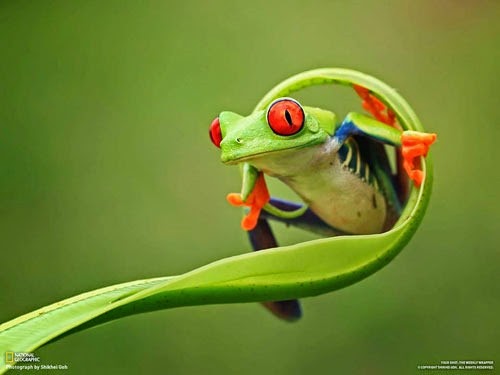 [red-eyed-leaf-frog-photo-by-photo-by-shikhei-goh%255B5%255D.jpg]