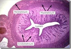 Uterus 1 Uterus 1