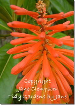 Red Hot Poker Photo