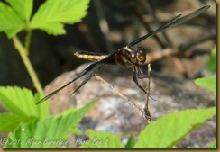 widow skimmer female D7K_0332 NIKON D7000 July 20, 2011